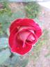 Jamaica rose photo