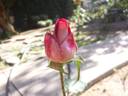 Jamaica rose photo