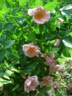 Hans Wüest rose photo