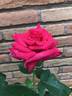 April Moon ™ rose photo