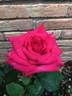 April Moon ™ rose photo