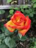 Redgold rose photo