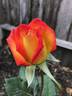 Redgold rose photo