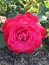 Milestone rose photo