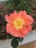 Golden Slippers rose photo