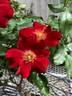 Marjorie Kinnan Rawlings rose photo