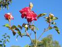 Rosette Delizy rose photo