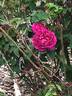 Monsieur Boncenne rose photo