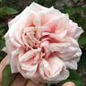 Souvenir d'un Ami rose photo