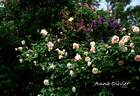 Anna Olivier rose photo