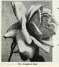 Mrs. Campbell Hall rose photo