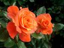 Grenadine ™ rose photo