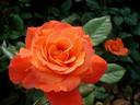 Grenadine ™ rose photo