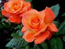 Grenadine ™ rose photo