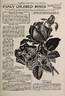 Marquise de Vivens rose photo
