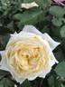 Perle des Jardins rose photo