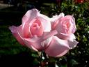Eve Ruggieri rose photo