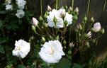 Xochimilco rose photo