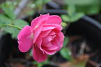 Carol Ann rose photo