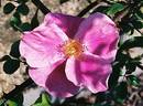 Anemone rose photo