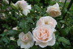 Guinevere rose photo
