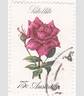 Satellite rose photo