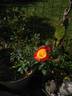 MEIgenpi rose photo
