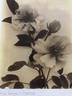 Mrs. George C. Thomas rose photo