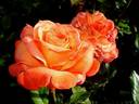 Grenadine ™ rose photo