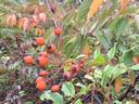 Polyantha Grandiflora rose photo