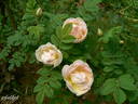 Dr. E. M. Mills rose photo
