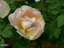 Dr. E. M. Mills rose photo
