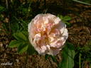Dr. E. M. Mills rose photo