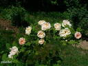 Dr. E. M. Mills rose photo