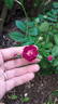 Ilmenau rose photo