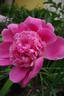 Edulis Superba peony photo