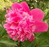 Edulis Superba peony photo