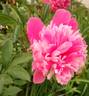 Edulis Superba peony photo
