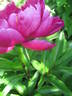 Adolphe Rousseau peony photo