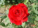 President Eisenhower rose photo