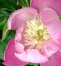 Bowl of Love peony photo