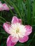 Bowl of Love peony photo