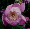 Bowl of Love peony photo