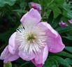 Bowl of Love peony photo