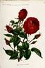 Prince Wasiltchikoff rose photo