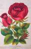 Duchess of Edinburgh rose photo
