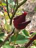 A Knight in Black rose photo