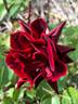 A Knight in Black rose photo