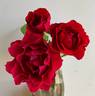 Odysseia rose photo