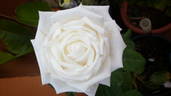 Alba García rose photo